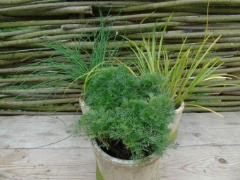 Artemisia abrotanum maritima (colakruid)