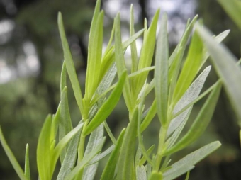 Artemisia dracunculus 'Senior' (Franse dragon)