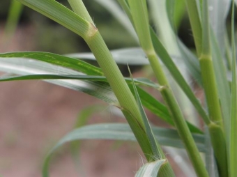 Cymbopogon flexuosus (citroengras)