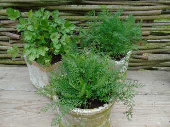 Achillea millefolium (duizendblad)