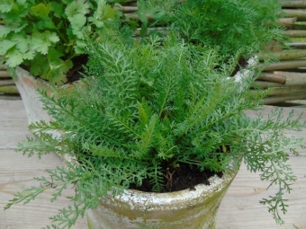 Achillea millefolium (duizendblad)