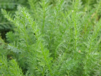 Achillea millefolium (duizendblad)