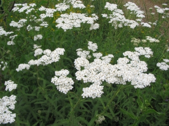 Achillea millefolium (duizendblad)