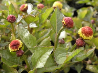 Acmella oleracea purpurea (rood champagneblad)