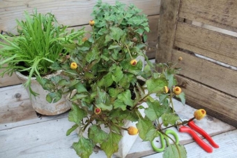 Acmella oleracea purpurea (rood champagneblad)