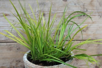 Acorus gramineus 'Licorice' (zoethoutgras)