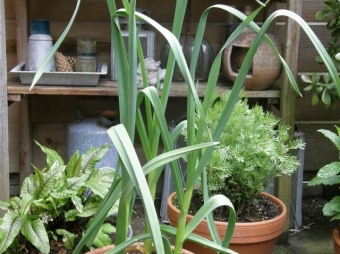 Allium sativum_________ (knoflook)