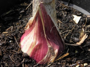 Allium sativum_________ (knoflook)
