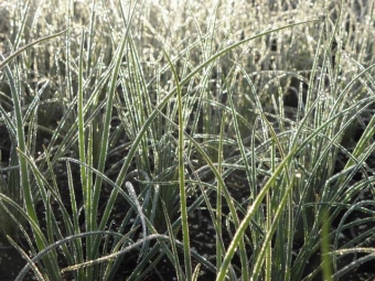 Allium schoenoprasum (bieslook)