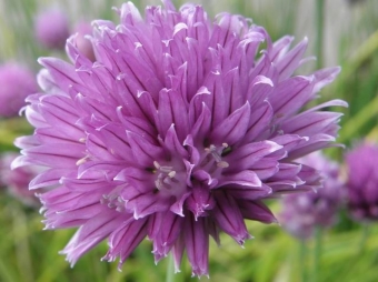 Allium schoenoprasum (bieslook)