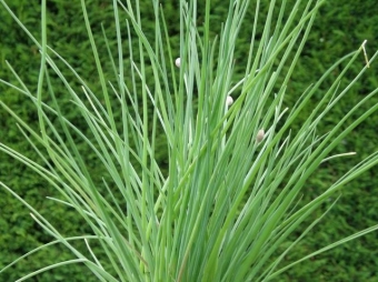 Allium schoenoprasum (bieslook)