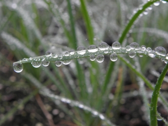 Allium tuberosum (knoflookbieslook)