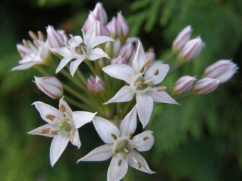 Allium tuberosum (knoflookbieslook)