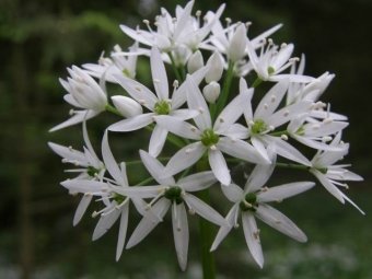 Allium ursinum________ (daslook)