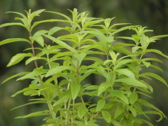 Aloysia triphylla (citroenverbena)