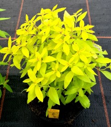 Aloysia triphylla golden wind 1