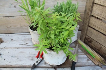 Aloysia triphylla (citroenverbena)