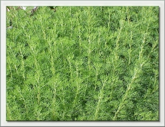 Artemisia abrotanum maritima (colakruid)