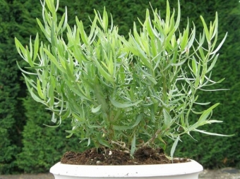Artemisia dracunculus 'Senior' (Franse dragon)