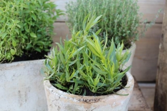 Artemisia dracunculus 'Senior' (Franse dragon)