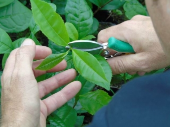 Camellia sinensis _____ (echte thee)