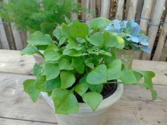 Claytonia perfoliata (winterpostelein)