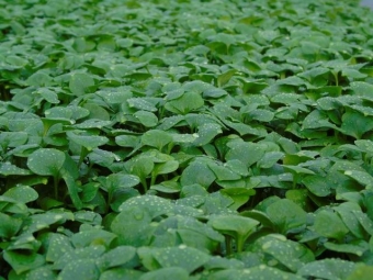 Claytonia perfoliata (winterpostelein)