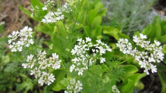 Coriandrum sativum (koriander)