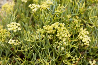 Crithmum maritimum