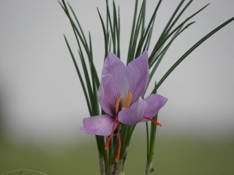 Crocus sativus_________ (saffraan)