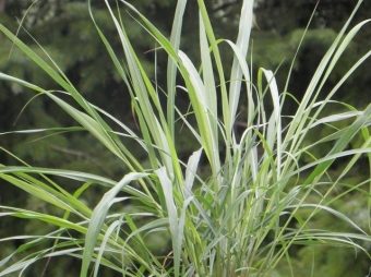 Cymbopogon flexuosus (citroengras)