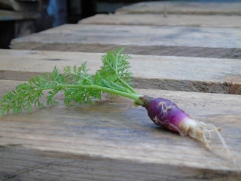 Daucus carota 'Morada' (kastanjewortel)