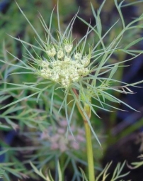 Daucus carota 'Morada' (kastanjewortel)