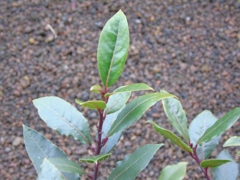 Laurus nobilis _______ (laurier)