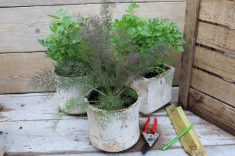 Foeniculum vulg 'Purpureum' (rode venkel)