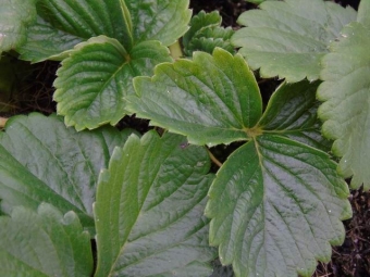 Fragaria 'Milan' (doordragende aardbei)