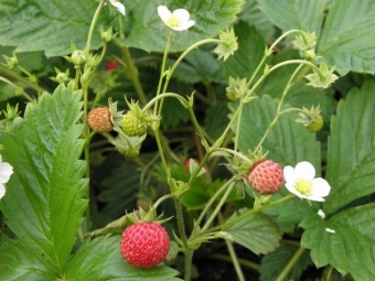 Fragaria vesca var. vesca (bosaardbei)