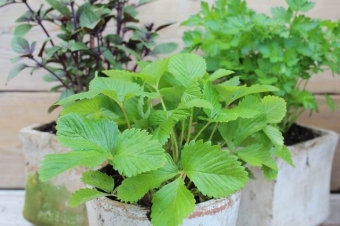 Fragaria vesca var. vesca (bosaardbei)