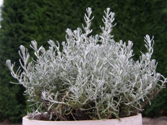 Helichrysum italicum 'Silberzwerg' (kerrie)