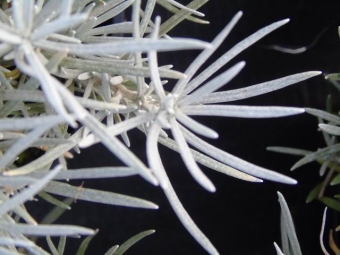 Helichrysum italicum (kerrie)