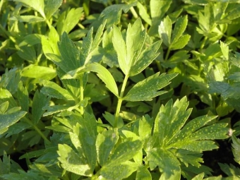 Levisticum officinale (lavas)