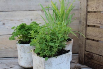 Mentha arv. 'Strawberry' (aardbeienmunt)