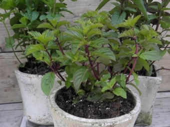 Mentha gracilis 'Ginger' (gembermunt)