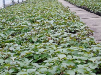 Mentha piperita 'Orange' (sinaasappelmunt)