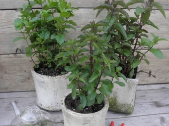 Mentha piperita 'Basilicum' (basilicum munt)