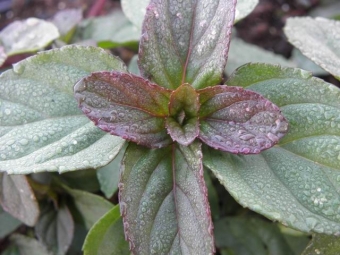 Mentha piperita 'Basilicum' (basilicum munt)