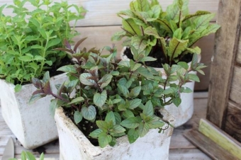 Mentha piperita 'Chocolate' (chocolademunt)