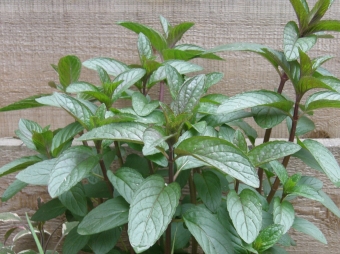 Mentha piperita 'Chocolate' (chocolademunt)