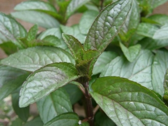 Mentha piperita 'Chocolate' (chocolademunt)