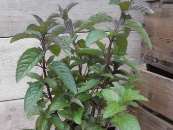 Mentha piperita 'Cinderella' (pepermunt)